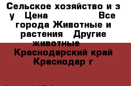 Сельское хозяйство и з/у › Цена ­ 2 500 000 - Все города Животные и растения » Другие животные   . Краснодарский край,Краснодар г.